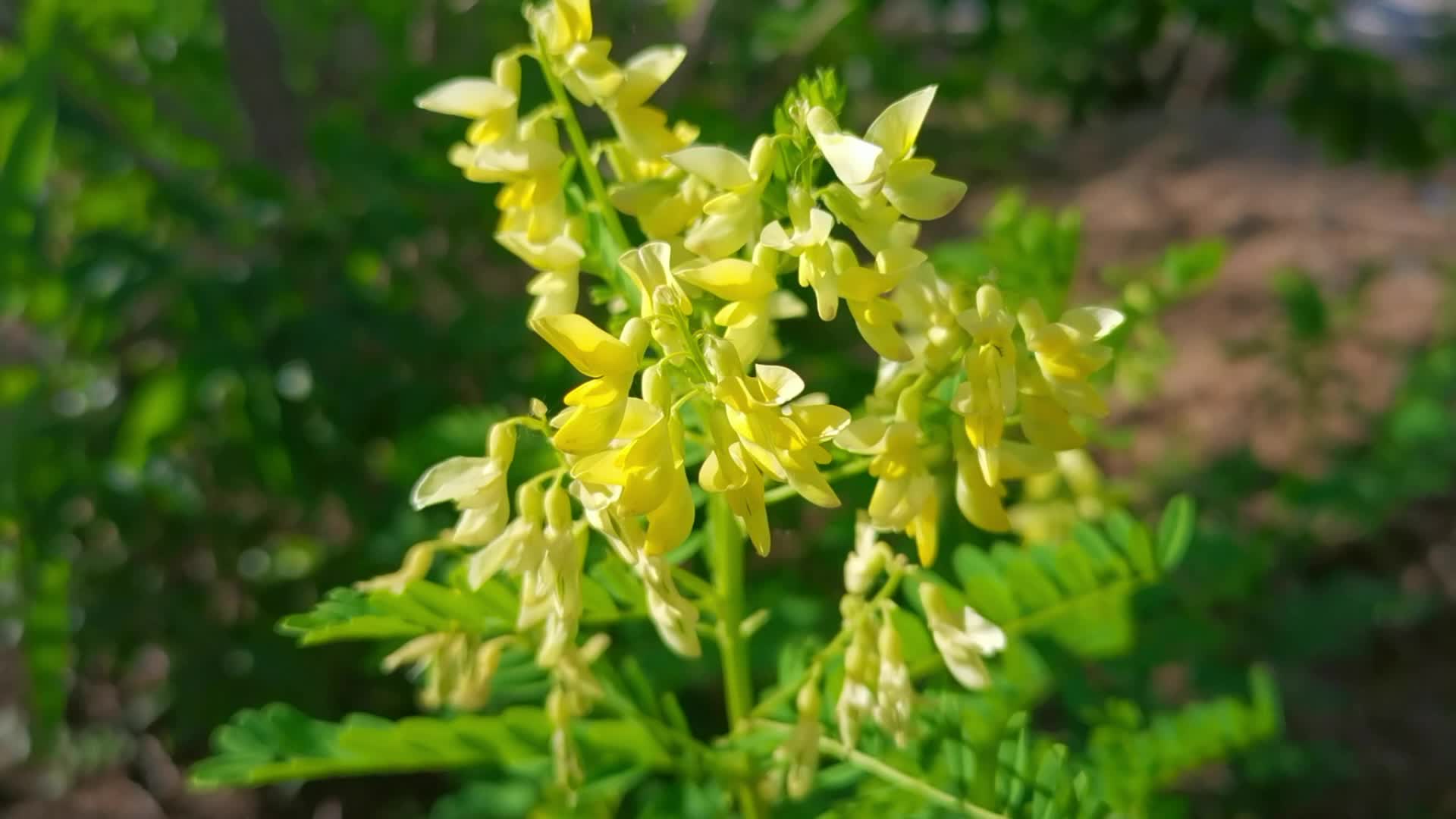 內(nèi)蒙古綠藥園中藥材有限公司【黃芪種植網(wǎng)】